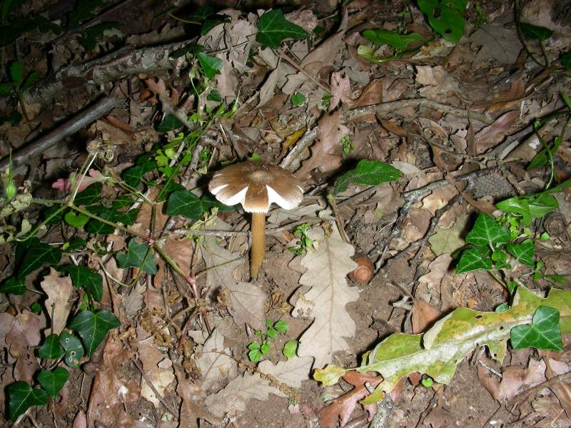 7) Fotografati il 12.06.2012. sotto Quercia ( bosco asciutto